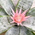 Bromeliad Plant 6 Inch Pot Guzmania Priscilla - Indoor Tropical Flowering Plant - Guzmania spp.