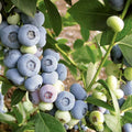 Blueberry Seeds for Planting, 100+ Seeds, High Yield, Vaccinium corymbosum, Organic Blueberry Seeds for Garden, Fruit Growing