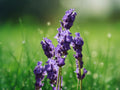 150+ Seeds Italian Lavender (Lavandula angustifolia) Perennial Fragrant Purple Blooms Easy Grow