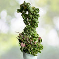 Hoya Compacta Variegata Plant - Variegated Hindu Rope - Hoya carnosa compacta variegata - Tropical Indoor Houseplant