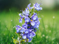 50+ Seeds Rosemary Anthos Variety Heirloom Non-GMO Perennial Herb Fragrant Edible Leaves Easy Grow Patio Container