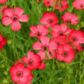 Organic Red Scarlet Flax Seeds 200 Count USA Grown Non-GMO Heirloom Quality for Gardening and Planting Linum Usitatissimum