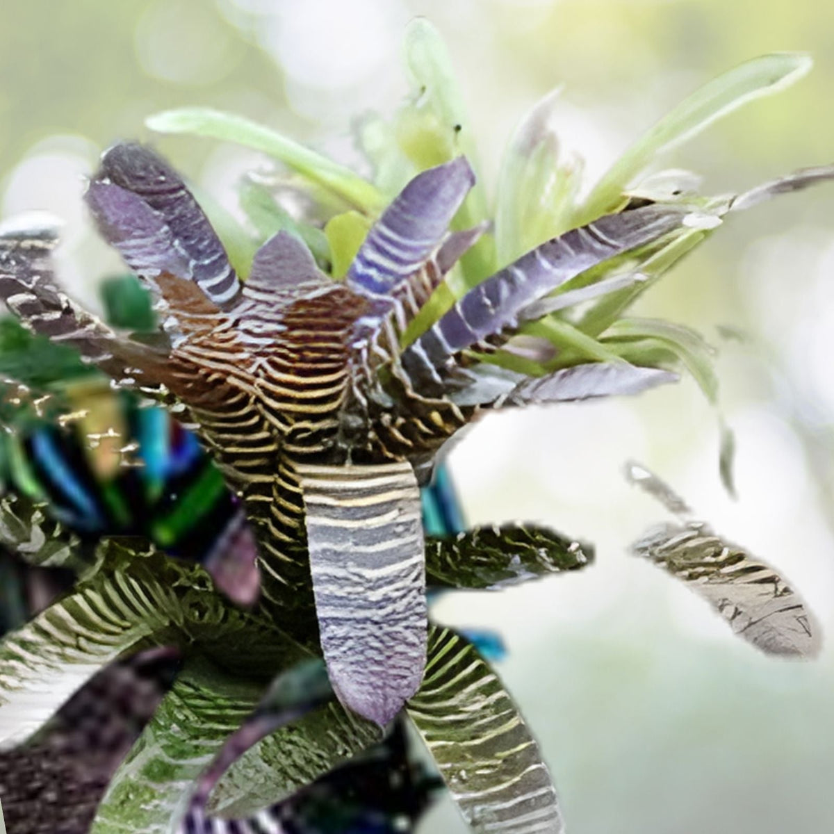 Vriesea Hybrid Plant - White Yellow Blush - Vriesea fosteriana - Spineless Purple Green Foliage - Indoor & Landscape Decor