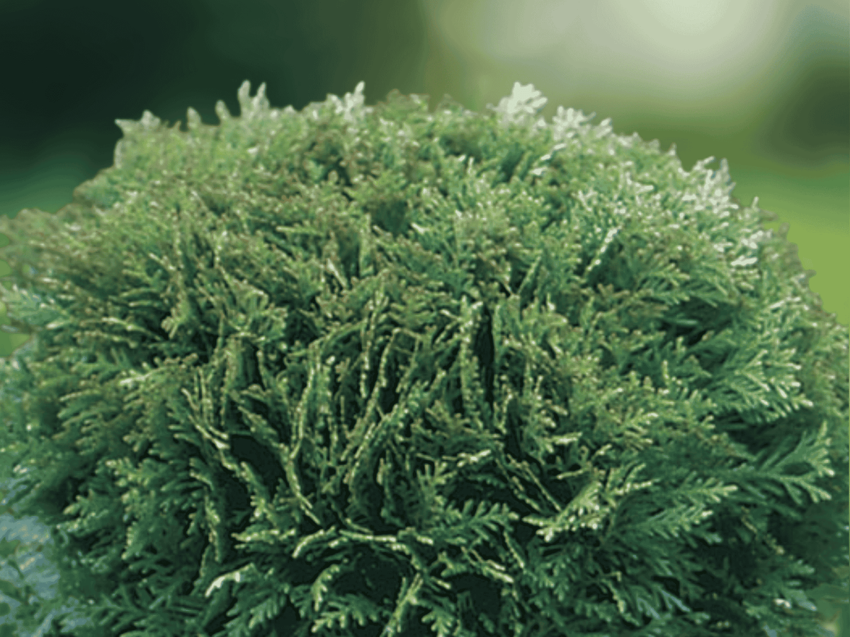 10 Live Plant Plugs Little Giant Arborvitae Thuja occidentalis Dwarf Globe Evergreen