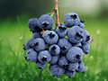 10 Starter Plug Darrowii Blueberry Plant Vaccinium darrowii Native