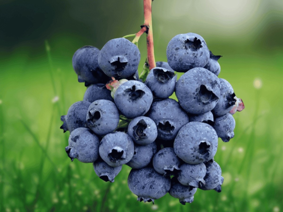 10 Starter Plug Darrowii Blueberry Plant Vaccinium darrowii Native