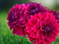 25 Seeds Dahlia Pinnata Deep Red Hardy Perennial Easy Grow Ornamental Garden Flower Vibrant Summer