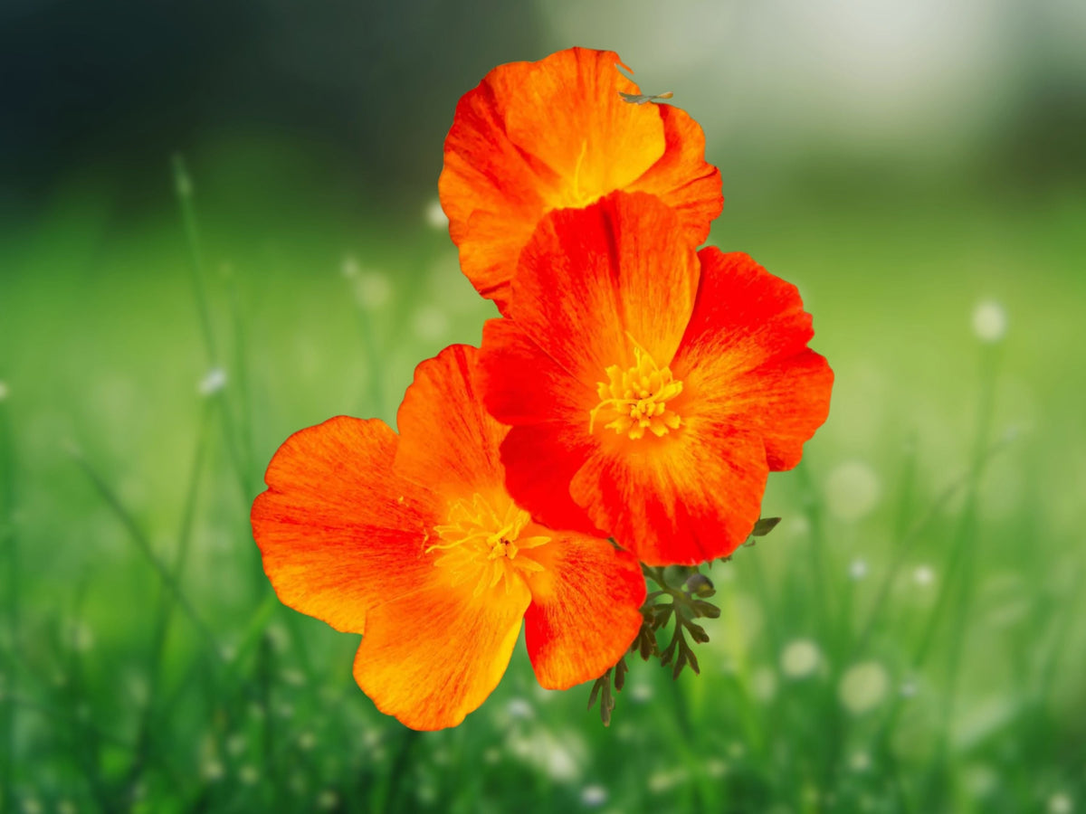 200+ Seeds Red Chief California Poppy Eschscholzia Heirloom Annual Pollinator Friendly Cottage Garden Bloom