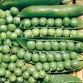 Heirloom Lincoln Pea Seeds – 500+ Non-GMO Garden Planting Seeds – Pisum sativum