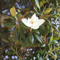 Southern Magnolia Trees 6-Pack, 10" Live Plants, Magnolia grandiflora, Drought-Resistant Evergreen Shrubs