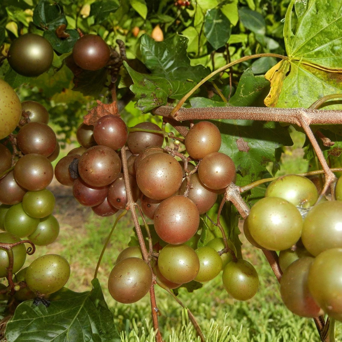 Scuppernong Muscadine Grape Seedlings 2-Pack | Fast Growing Vitis rotundifolia Vine for Garden and Landscaping