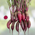 Beet Seeds for Microgreens 8 oz Non-GMO Organic Beta vulgaris Healthy Sprouts for Gardening