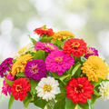 Zinnia Seeds - Tranquility Mix - Double Butterflies - Hummingbirds - 100 Seeds - Zinnia elegans