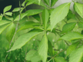 10 Virginia Creeper Bare Roots Parthenocissus Quinquefolia Native Climbing Vine