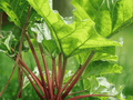 1 Live Root Victoria Rhubarb Rheum rhabarbarum Cold Hardy Perennial