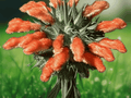 10 Seeds Leonotis nepetifolia Lions Ear Perennial Wild Dagga