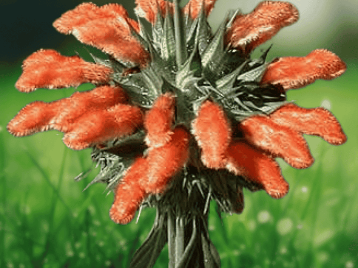 10 Seeds Leonotis nepetifolia Lions Ear Perennial Wild Dagga