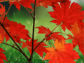 5 Red Maple Trees Acer rubrum 12 Inch Bare Root Live Plant Shade Tree