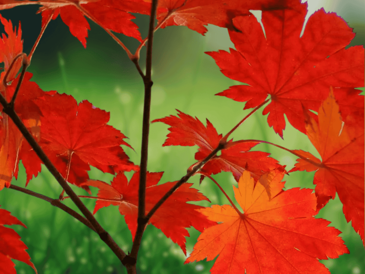 5 Red Maple Trees Acer rubrum 12 Inch Bare Root Live Plant Shade Tree