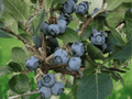 1 Live Plant Snowchaser Blueberry Starter Plug Vaccinium corymbosum