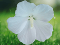 1 Live Plant Diana White Hibiscus Althea Rose of Sharon White Flowers Hardy Shrub