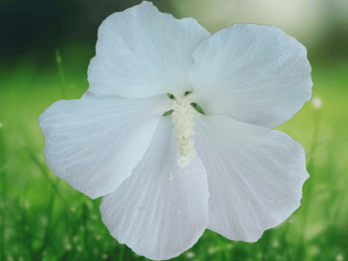 1 Live Plant Diana White Hibiscus Althea Rose of Sharon White Flowers Hardy Shrub