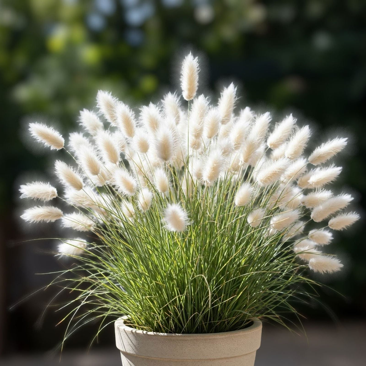 Bunny Tails Seeds 30 Pack - Ornamental Grass Lagarus Ovatus Drought-Tolerant Unique Texture Easy to Grow
