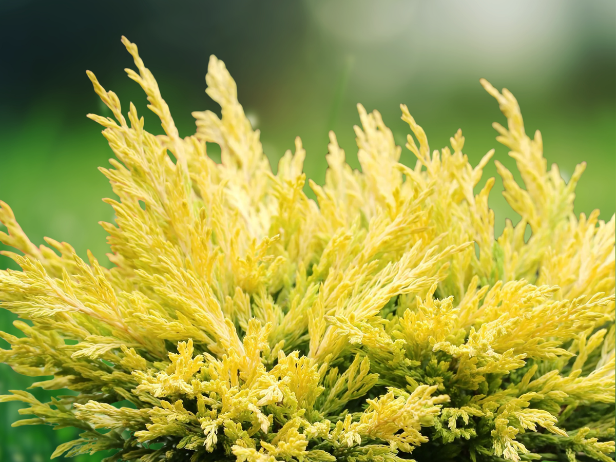 1 Live Plant Lime Glow Spreading Juniper Starter Plant