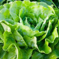 Butterhead Lettuce Seeds – Heirloom Buttercrunch – Non-GMO Organic – 25+ Seeds for Home Gardening – Lactuca sativa