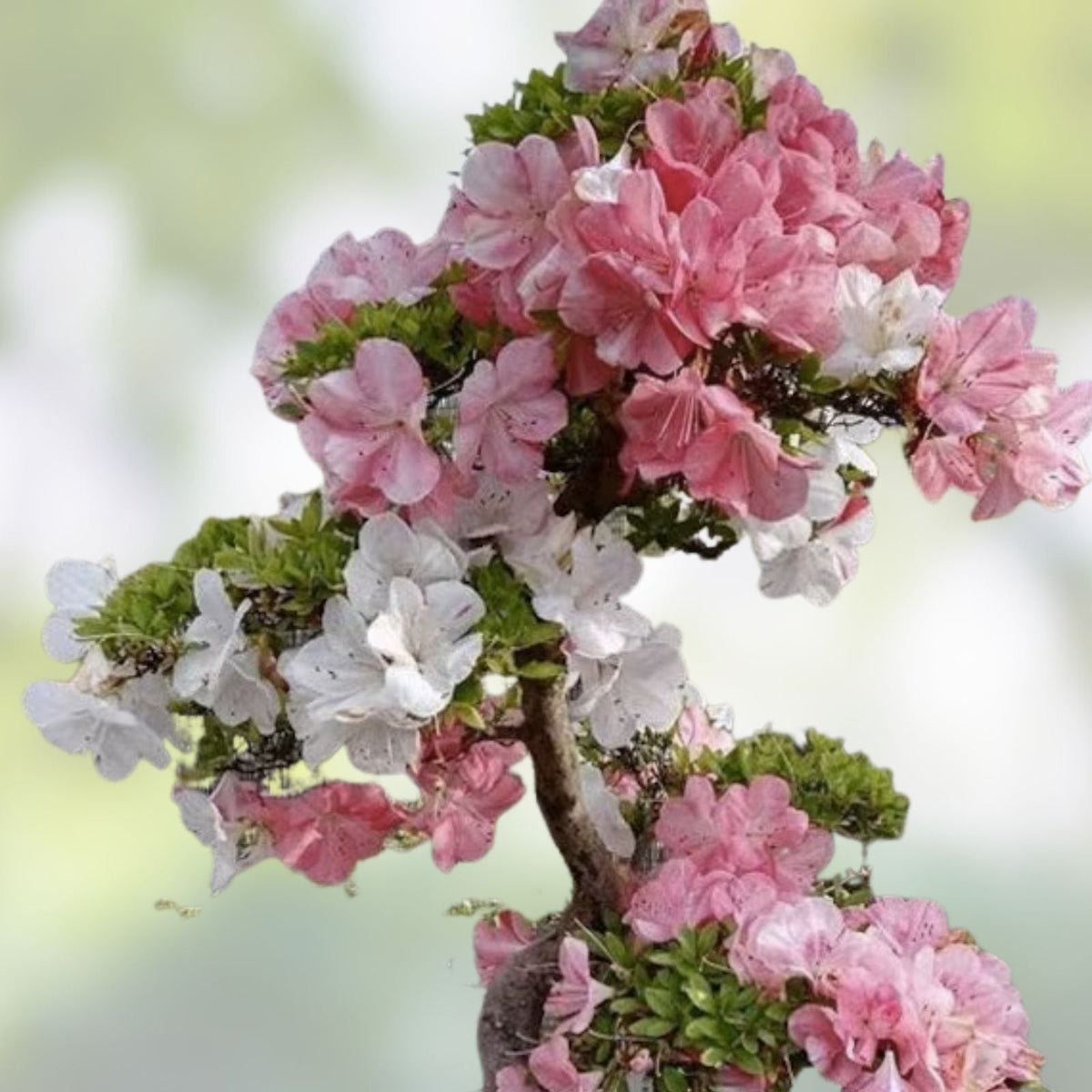 Azalea Rhododendron Plant - Pink & Yellow Flowering - Rooted Garden Rainbow Shrub - May Be Dormant