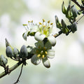 Giant Hesperaloe Funifera Seeds 2025 Count - Drought-Tolerant False Yucca with White/Yellow Flowers - Perennial Plant