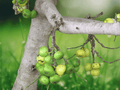 5 Seeds Ficus hispida Hairy Fig Tree Live Indoor Ornamental