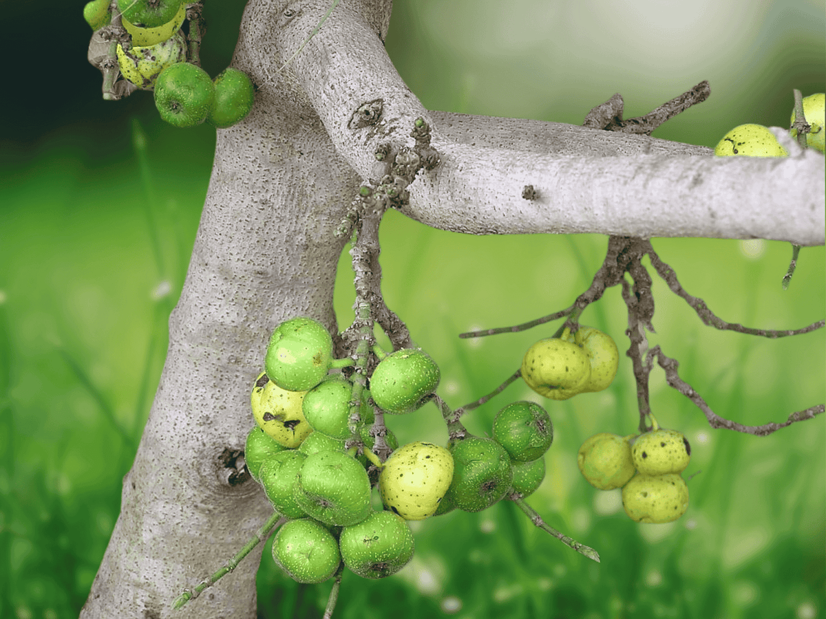 5 Seeds Ficus hispida Hairy Fig Tree Live Indoor Ornamental