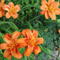 Orange Daylily Plants 5 Roots Hemerocallis fulva Hardy Drought-Tolerant Pollinator-Friendly Mid-Summer Blooms