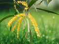 5 Seeds Acacia auriculiformis (Earleaf Acacia) Fast-Growing Tropical Tree