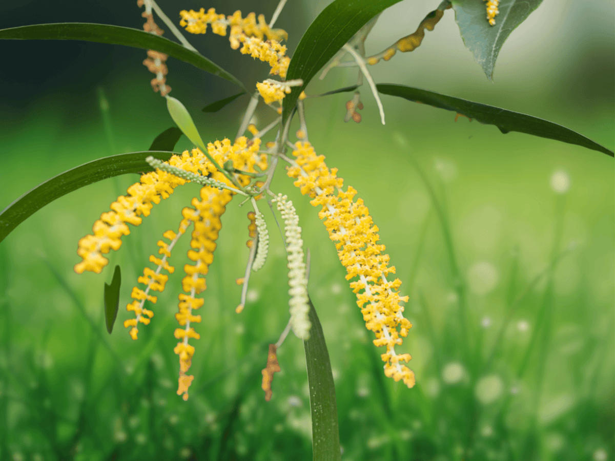 5 Seeds Acacia auriculiformis (Earleaf Acacia) Fast-Growing Tropical Tree