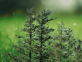 3 Live Plants Douglas Fir Pseudotsuga menziesii Starter Trees Bare Root Evergreen Conifer