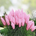 Pink Pampas Grass Seeds 100 Pack - Ornamental Landscaping Grass - Cortaderia selloana