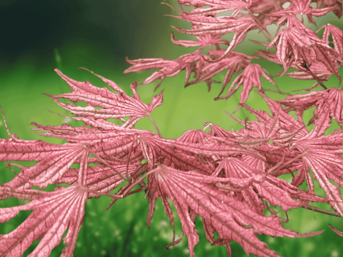 2.5 QT Live Plant Mikazuki Japanese Maple Tree, Ornamental Dwarf Maple, Variegated Foliage, Garden Specimen