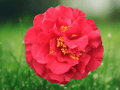 1 Live Plant Kramers Supreme Red Camellia Japonica Starter Plant 4L
