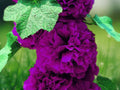 25 Seeds Double Violet Hollyhock Alcea Rosea Tall Hardy Biennial Flower Rich Purple Blooms Cottage Garden Pollinator Favorite