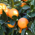 Grafted Hamlin Orange Tree 3-4 ft - Citrus sinensis - Live Potted Plant with Soil for Sale