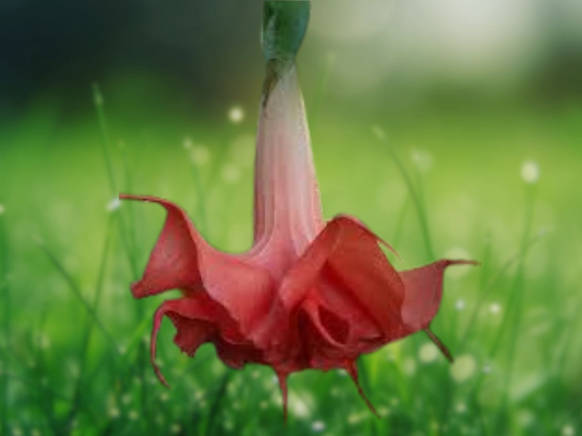 10 Seeds Brugmansia Hybrid Cream Peach Double Angel Trumpet Fragrant Tropical Flowers Tree Plant