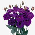 Lisianthus Seeds Purple Odyssey Non-GMO Heirloom Flower Seeds 125-5000 Count Eustoma Grandiflorum