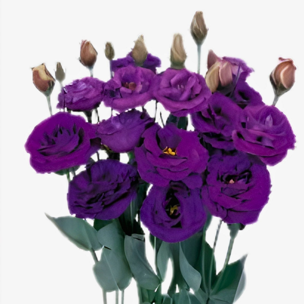 Lisianthus Seeds Purple Odyssey Non-GMO Heirloom Flower Seeds 125-5000 Count Eustoma Grandiflorum