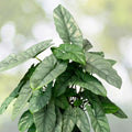 Alocasia heterophylla 'Corazon' 6" Pot - Rare Silver-Green Tropical Plant with Metallic Leaves for Indoor Gardens