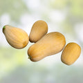 Butternut Squash Seeds 500 Count Heirloom Non-GMO Cucurbita moschata Vegetable Seeds