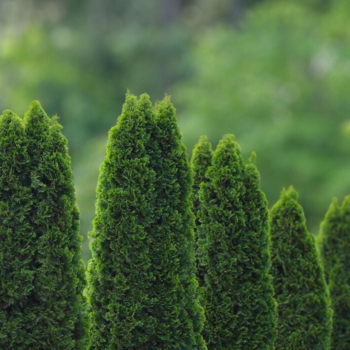Emerald Green Arborvitae Trees - 10 Starter Plants, Thuja occidentalis 'Emerald Green', Cold Hardy Privacy Shrubs