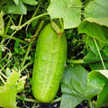 Cylindra Beet Seeds 500 Non-GMO Heirloom Beta vulgaris for Home Gardening, Root Vegetable Seeds