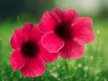 1 Live Plant Black Eyed Susan Vine Sunny Susy Cherry Flowering Vine for Trellises Containers Arbors